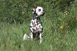 DALMATIEN 068